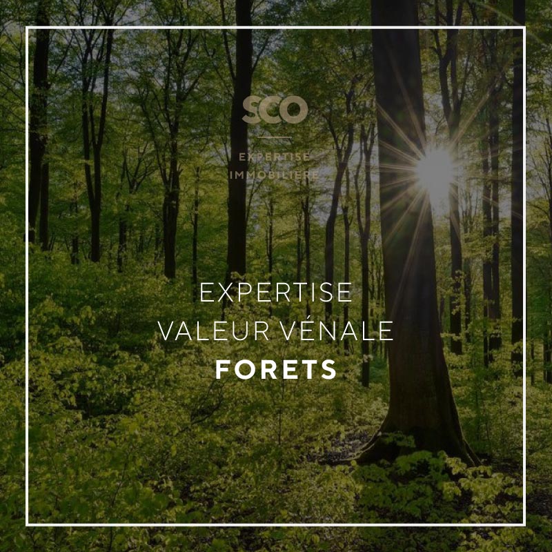 Expertise Valeur Vénale Forêts